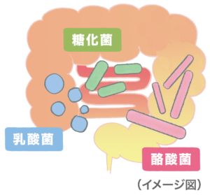 ビオスリー乳酸菌、糖化菌、酪酸菌のイメージ図