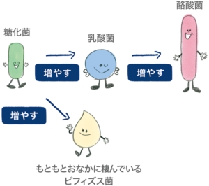 ビオスリー3種の活性菌の相互作用イメージ図